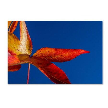 Trademark Fine Art PIPA Fine Art 'Fall Colors' Canvas Art, 30x47 MFG0018-C3047GG
